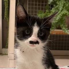 とーっても甘えん坊なハチワレちゃん