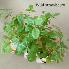【7苗】白いちご ワイルドストロベリー トロピカルフレグランス 四季なりの画像