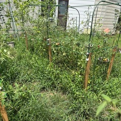 園芸支柱の画像