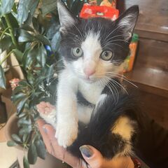 甘えん坊の『王子』君