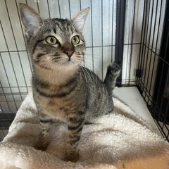 大人しいキジ猫の『ちび太』君