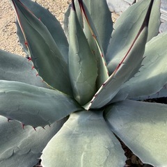 アガベ　ハバディアーナ　大株の画像
