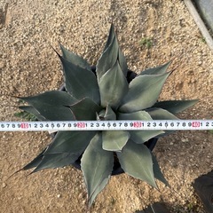 アガベ　ハバディアーナ　大株の画像
