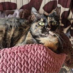 生後3ヶ月可愛い子猫の里親さん募集中 − 熊本県