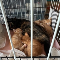 生後3ヶ月可愛い子猫の里親さん募集中 - 里親募集