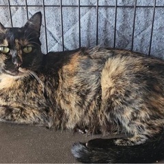 生後3ヶ月可愛い子猫の里親さん募集中 - 猫