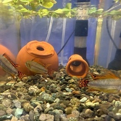 アピストグラマ　カカトゥオイデス　メス交換もしくは販売お願…