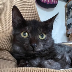 美猫な黒猫おんなのこ