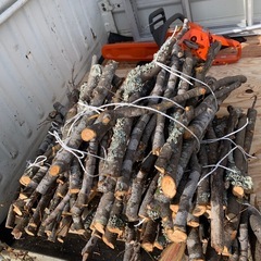 伐採　けやき？小枝　　無料  の画像