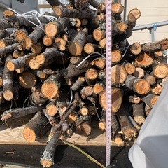 伐採　けやき？小枝　　無料  の画像