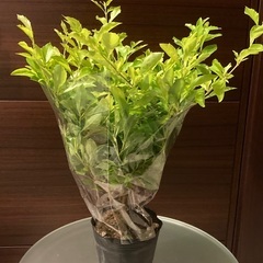 観葉植物　デュランタ・ライムの画像