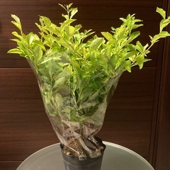 観葉植物　デュランタ・ライムの画像