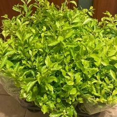 観葉植物　デュランタ・ライムの画像