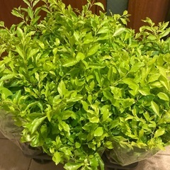 観葉植物　デュランタ・ライムの画像