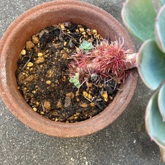 多肉植物・七福神の画像