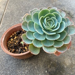 多肉植物・七福神の画像