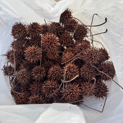 モミジバフウの実の画像