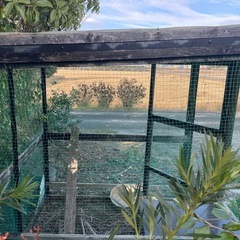 鶏小屋、鳥小屋、静岡県掛川市より出品の画像