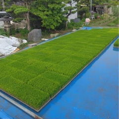 令和7年度産　新米　あいちのかおり の画像