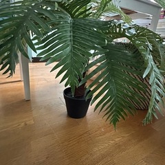 【決定】
フェイク観葉植物 の画像