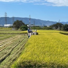 令和7年度産　新米　あいちのかおり の画像