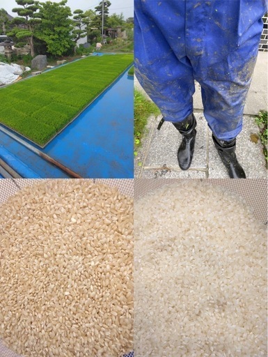 令和7年度産　新米　あいちのかおり 