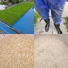 令和7年度産　新米　あいちのかおり の画像