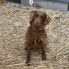 急募　フラットコーテッドレトリバー