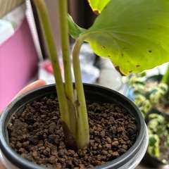 カラテア オリビフォリアの画像