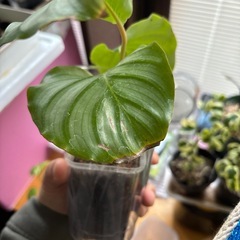 カラテア オリビフォリアの画像