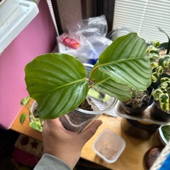 カラテア オリビフォリアの画像