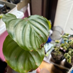 カラテア オリビフォリアの画像