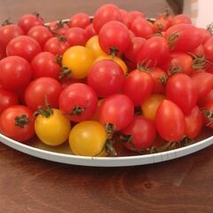決まりました(*^^*)感謝　限定1名様　2800円相当　北海道&熊本産　ミニトマト1kg🍅　野菜　果物の画像