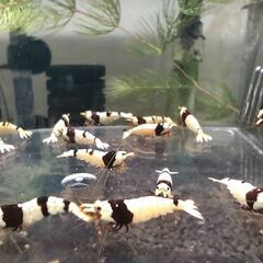 ブラックビーシュリンプ　おまけ込み12匹セット　④の画像