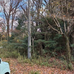 薪に… キャンプ　バーベキュー　薪ストーブ　木材の画像