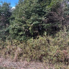 薪に… キャンプ　バーベキュー　薪ストーブ　木材の画像