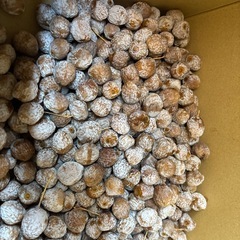 銀杏2.5キロの画像