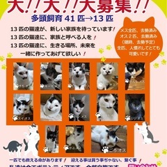 多頭飼育13匹の猫ちゃん