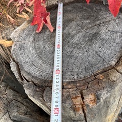 あすなろの丸太の画像