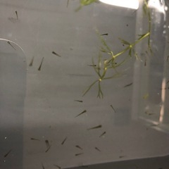 MIX金魚の稚魚　20匹の画像