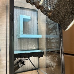 イモリ用水槽の画像