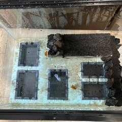 イモリ用水槽の画像