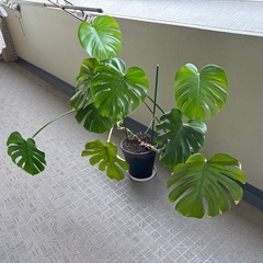 【大型・立派！】モンステラ 観葉植物の画像