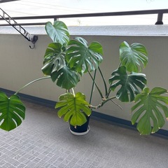 【大型・立派！】モンステラ 観葉植物の画像