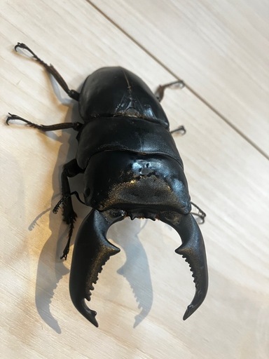 ３匹セット　外国のクワガタ　大型ヒラタ