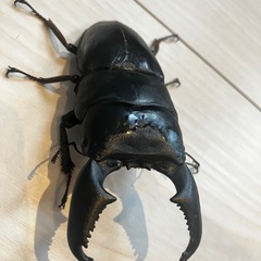 ３匹セット　外国のクワガタ　大型ヒラタの画像