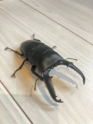３匹セット　外国のクワガタ　大型ヒラタ