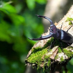 ３匹セット　外国のクワガタ　大型ヒラタの画像