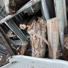 杉丸太、輪切りの画像