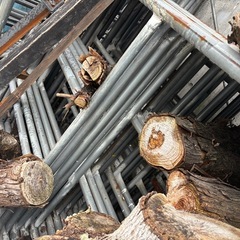 杉丸太、輪切りの画像